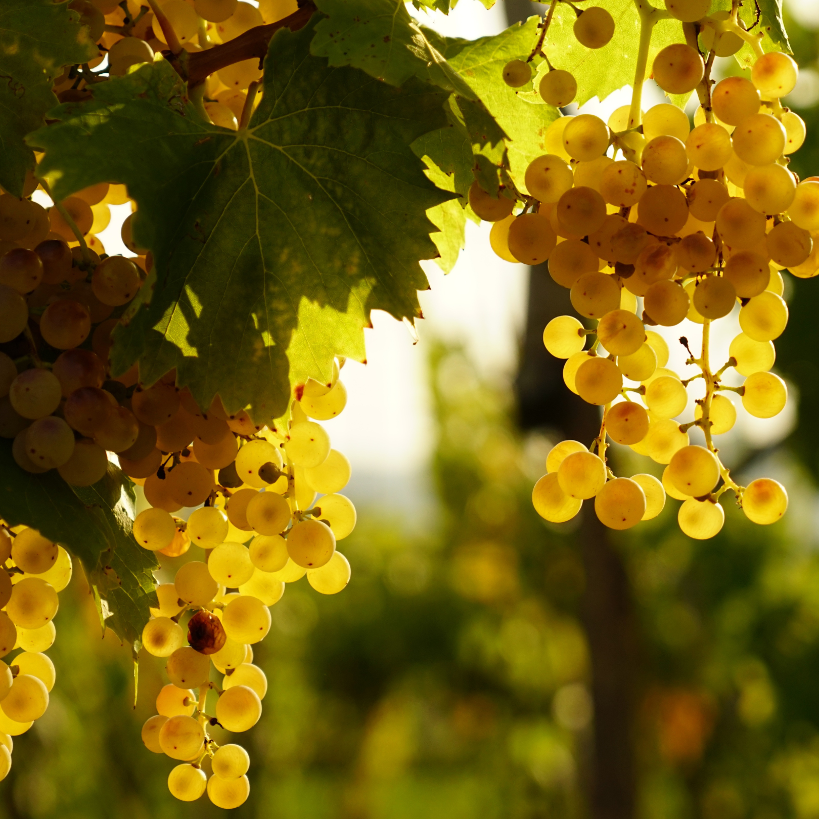 Hvid Bourgogne - vinsmagning & tapas  - 5. April